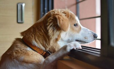 How to Find the Best Dog Care Centre near you in India