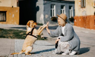 How to Choose a Good Dog Sitter? Your One-Stop Guide