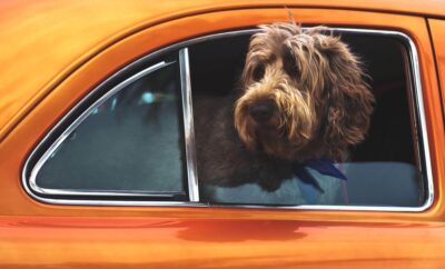 How to Go on a Road Trip with Dog: 5 Tips for an Enjoyable Trip