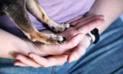 One-Stop place for Dog Boarding and Pet Care Services