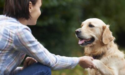 How to bond with your dog emotionally?