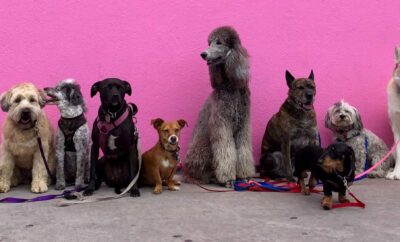 5 Things to Look for in a Dog Walker