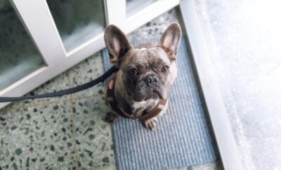 6 Tips To Ease Separation Anxiety In Dogs