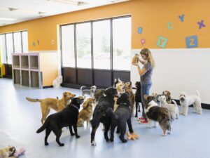 train your dog