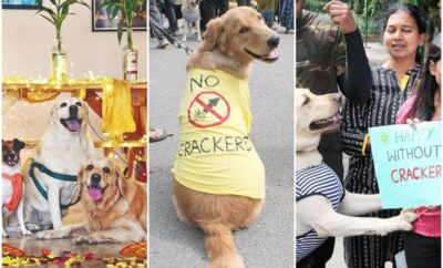 12 steps to make this Diwali comfortable for your dog