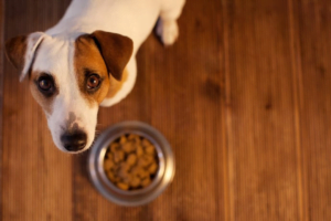 dog-food-to-avoid
