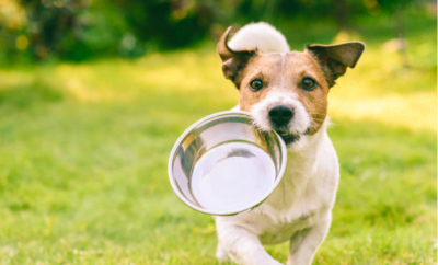 5 Harmful foods to avoid for your Dog