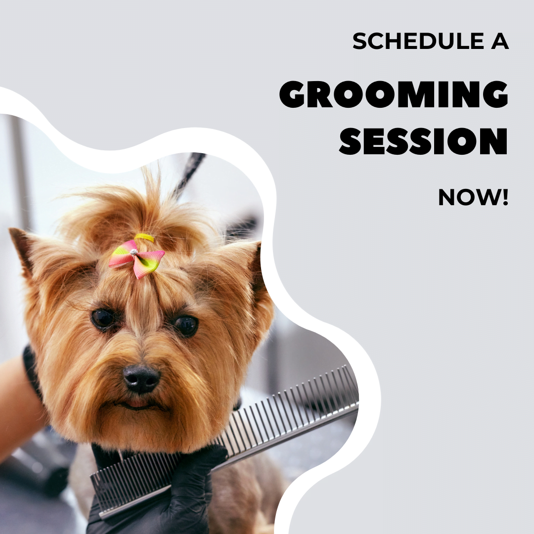 groomers for dogs