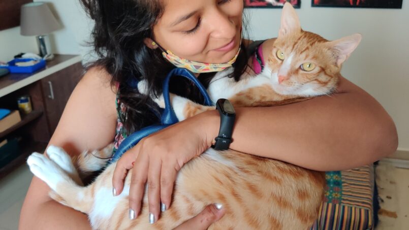 Cattery and Cat Daycare in Bommanahalli Bangalore