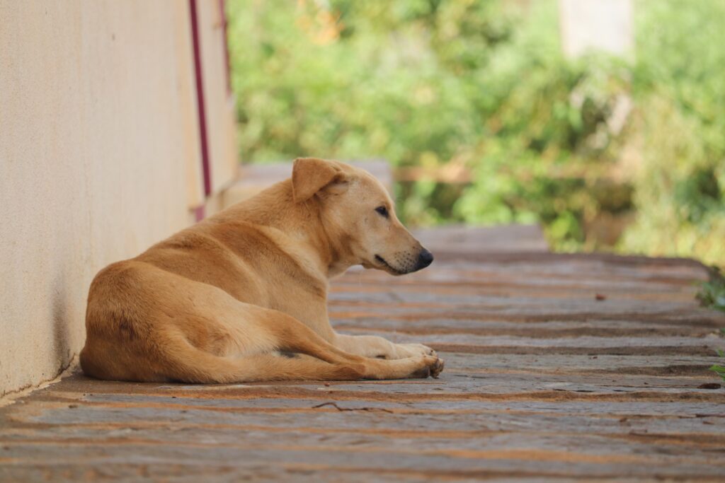 Animal Rescue Centre Bangalore