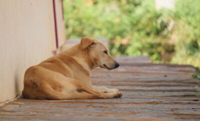 Top 6 Animal rescue centres and dog shelters in Bangalore