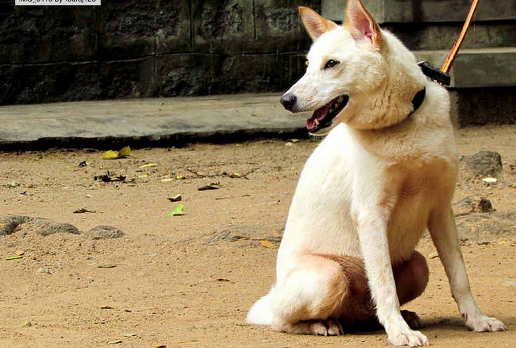 cartman society, a loving dog shelter in bangalore