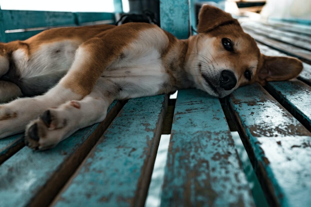 dog shelters bangalore