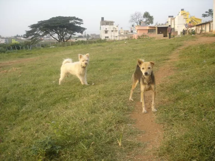 krupa dog shelter in bangalore