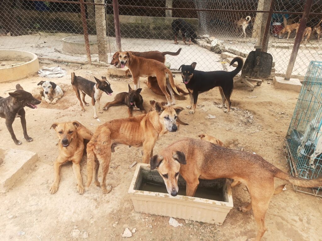 Street dogs store rescue near me