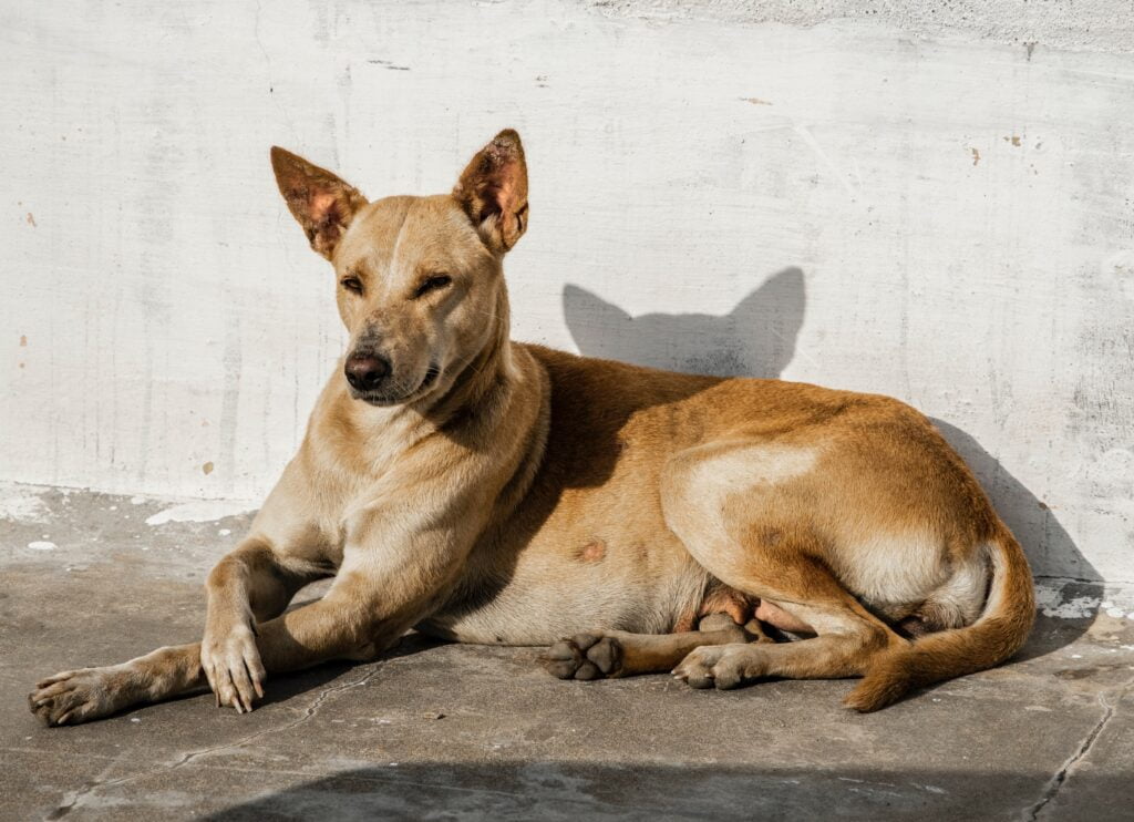 Animal Shelter Helplines And Animal Rescue In Mumbai - Snouters