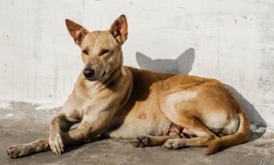 Animal Shelter Helplines and Animal Rescue in Mumbai