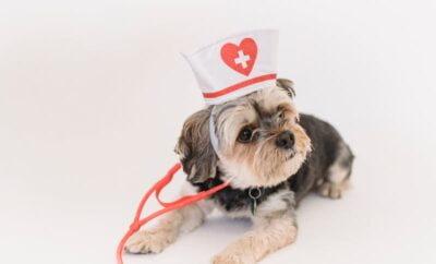 Best Vets and Pet Clinics in Bangalore – Pet Clinic Near me in Bangalore