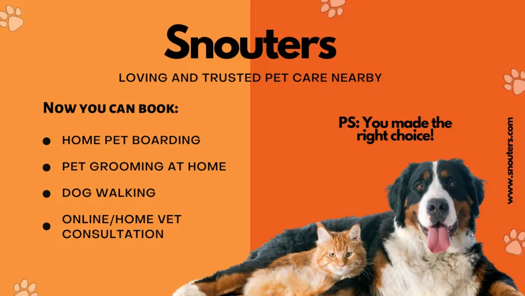 Kennels For Dogs Boarding Near You At Best Prices Snouters