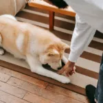Dog Home training