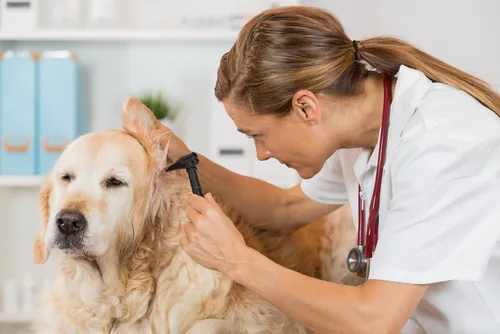 Skin infections in dogs