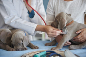 Veterinary Hospitals in Hyderabad