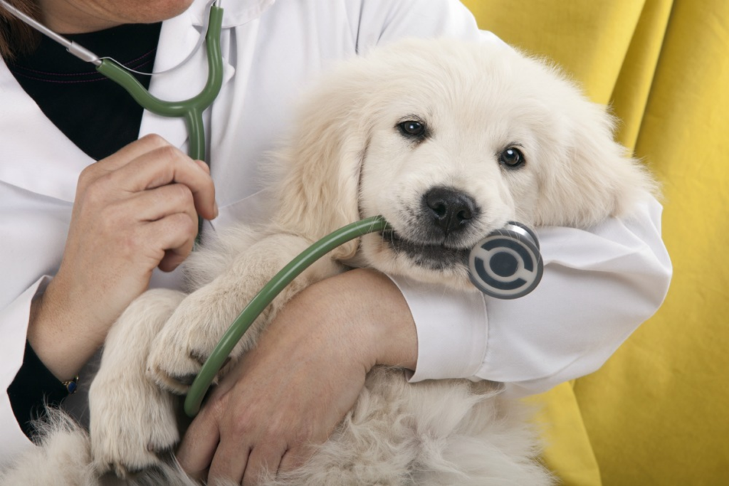 Best Veterinary Hospital And Pet Clinic Mumbai - Snouters