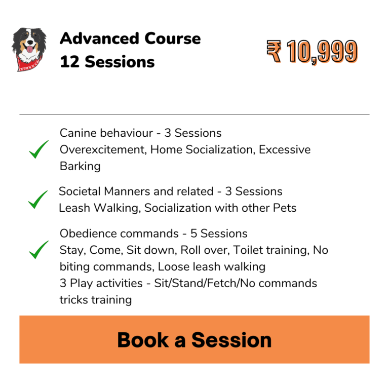 Best Dog Trainer In Hyderabad Behavioral Dog Trainers