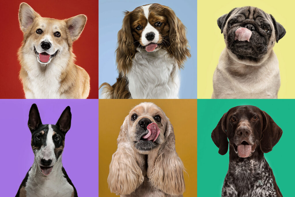 Guide On Choosing The Dog Breed For Your Lifestyle - Snouter