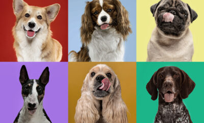 The Right One: Guide On Choosing The Dog Breed For Your Lifestyle