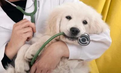 6 most trustworthy vets in Noida