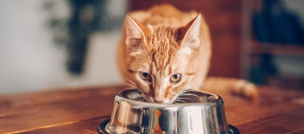 Is cat food safe to eat best sale