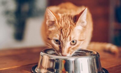 Cat Food: Foods That Are Safe To Consume