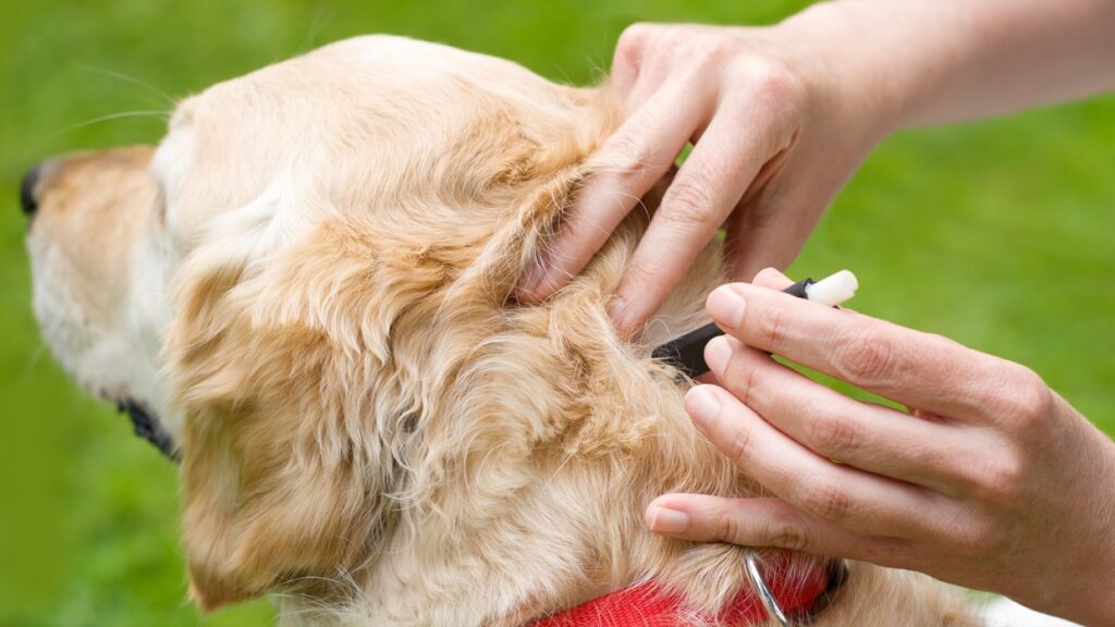 ticks in dogs