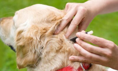 How Can I Get Rid Of Ticks in Dogs?