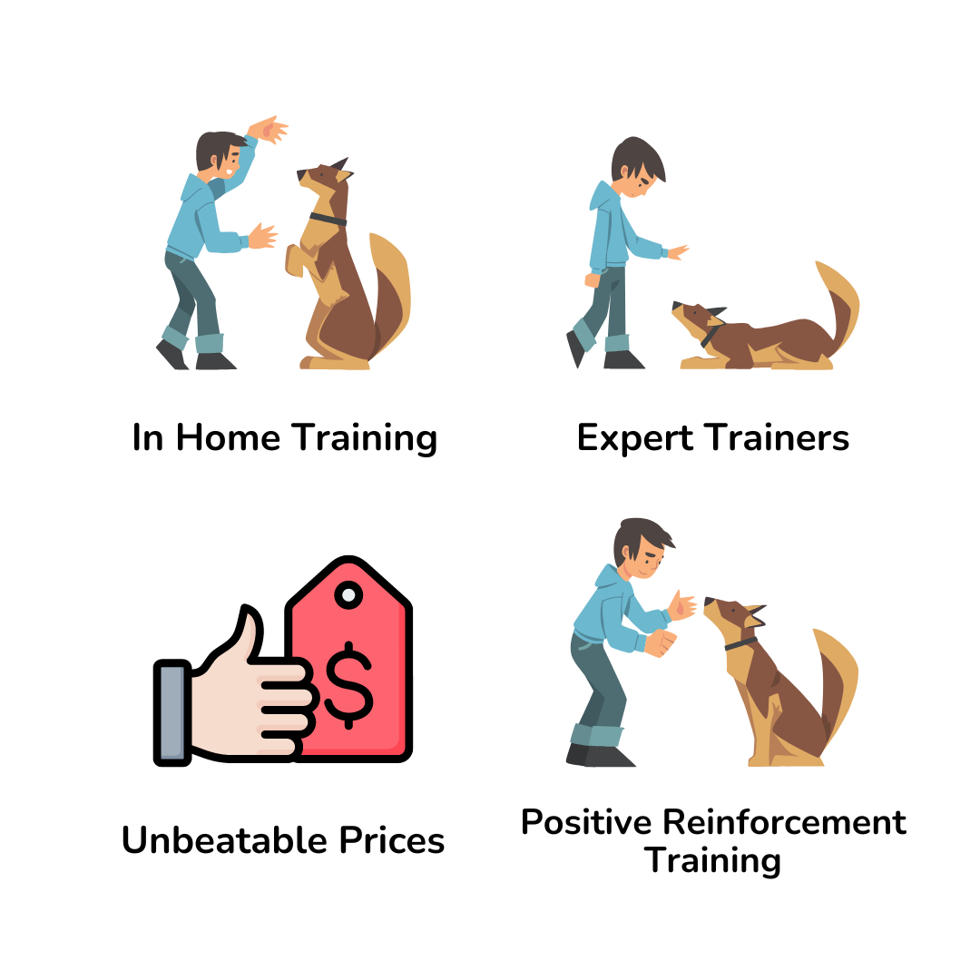 Mastering Obedience: Dog Training in Bangalore for Well-Behaved Pets