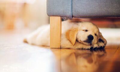 “Why Does My Dog Cry At Night?” 4 Tips For Sleep Training Your Dog