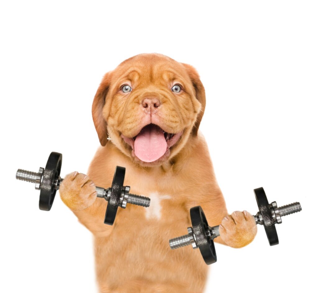 exercise for dogs