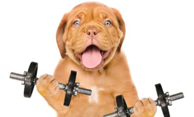 Exercise For Dogs: A Simple Easy Guide
