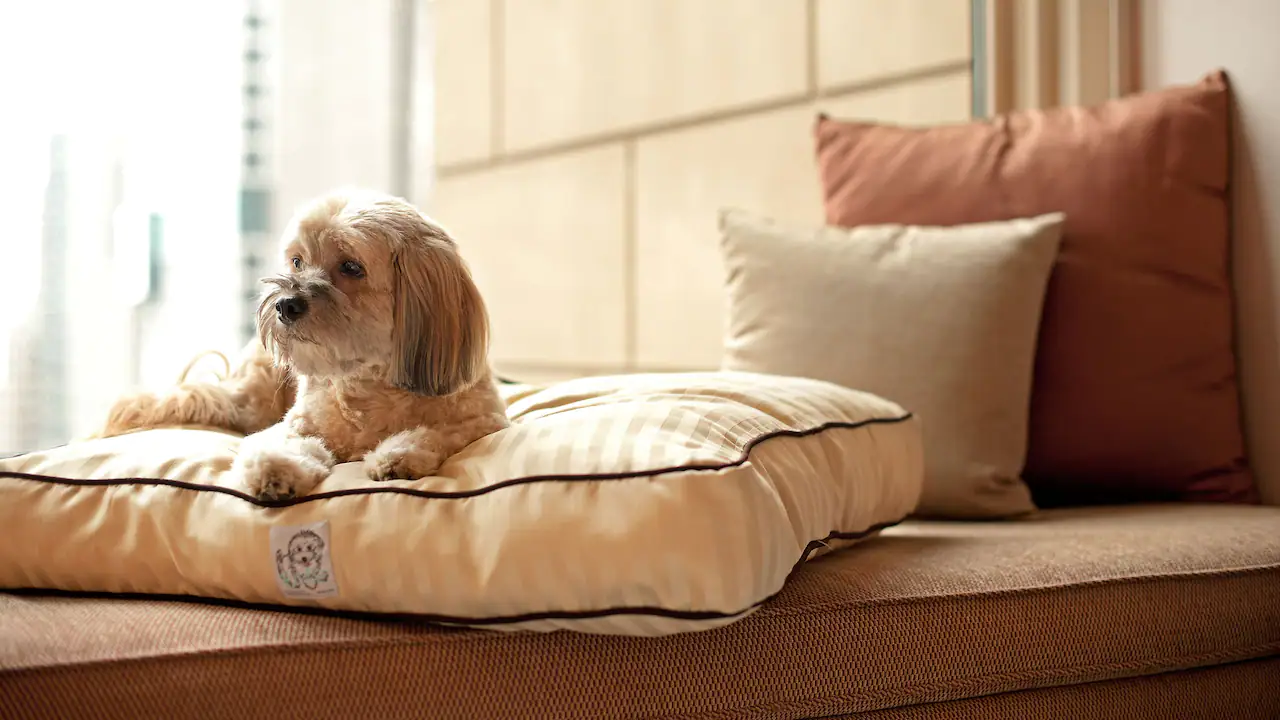 Top Pet Friendly Hotels in Mumbai