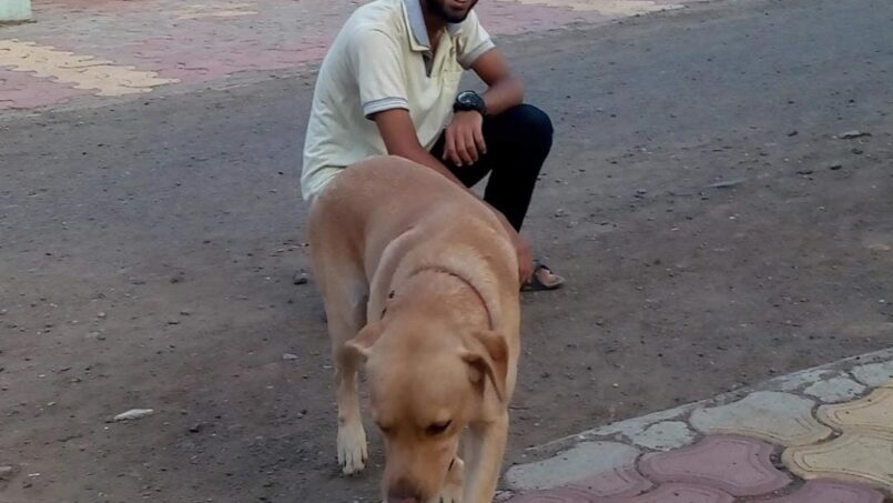 dog sitter in hutchines road bangalore