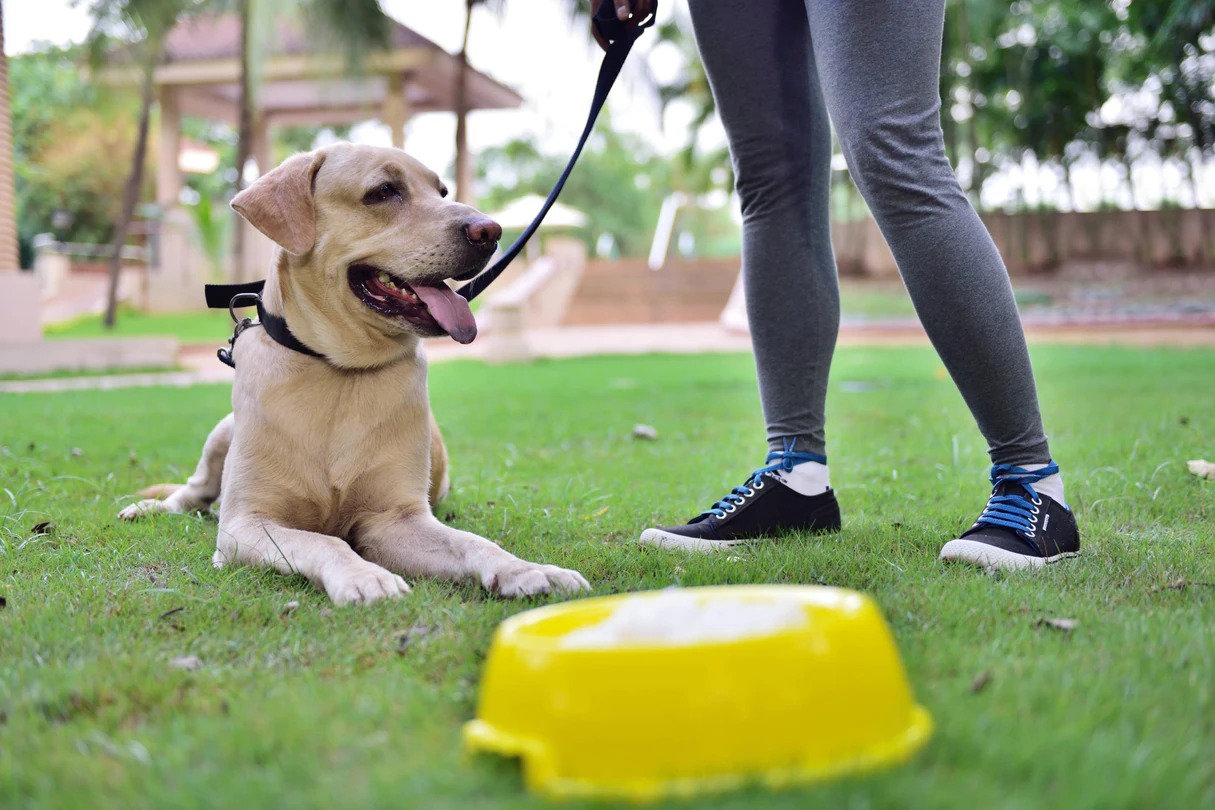 Top Pet Friendly Hotels in Mumbai