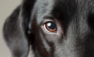 Through The Dogs Eyes: More Than Just Vision