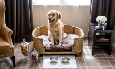 Top 10 Pet Friendly Hotels in Chennai
