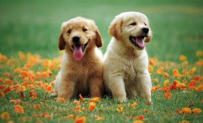 Dog owners guide to 10 unique and exciting Pup facts
