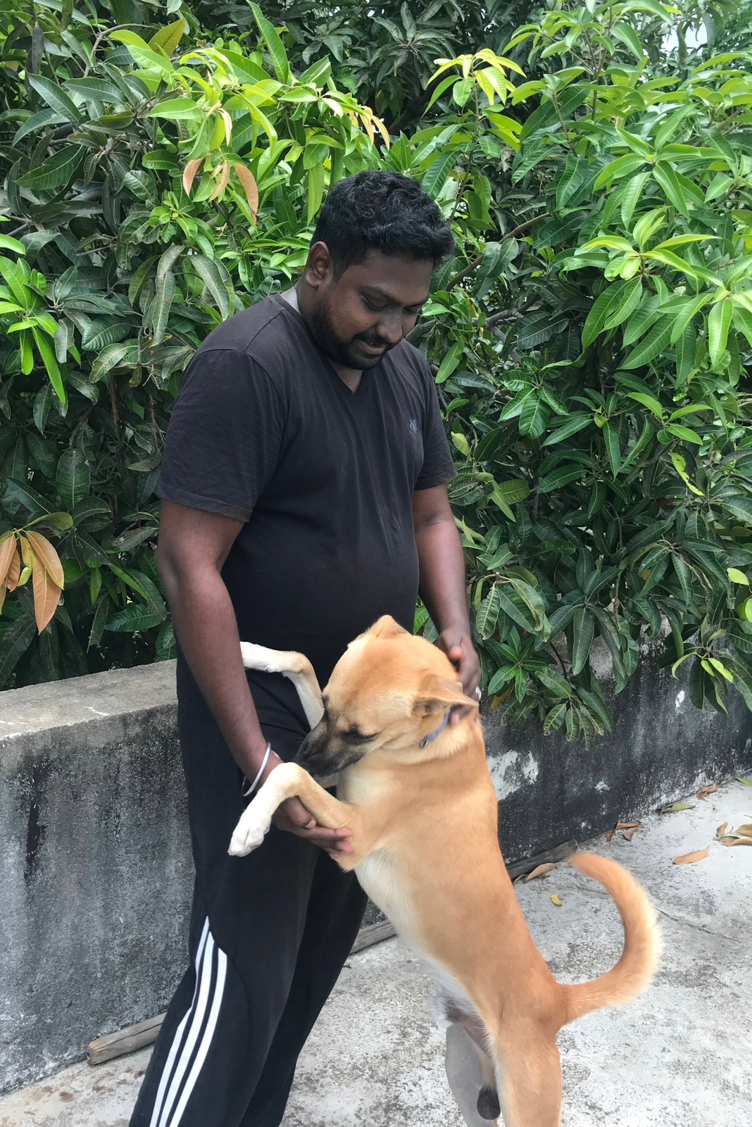 book-dog-boarders-near-movwlivakkam-chennai-by-sibiwins