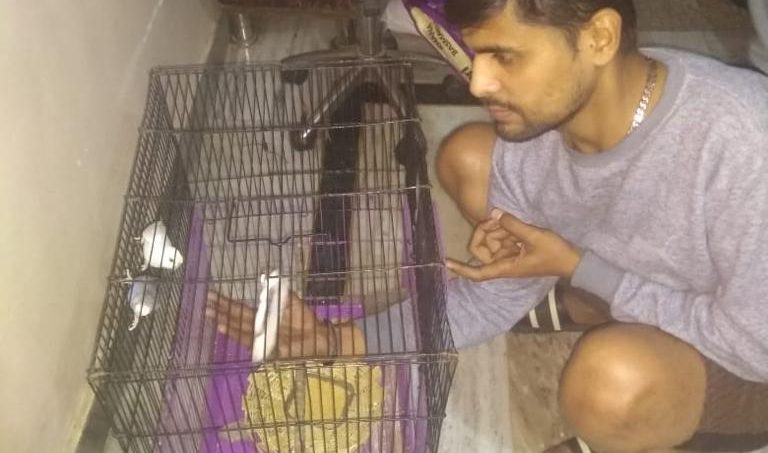 pet care near hinjewadi delhi