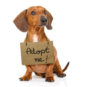 adopt dog