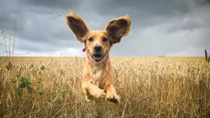 mental and physical simulation in dogs