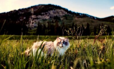 12+ Useful Tips for Traveling with a Cat Safely for a Purrfect Vacation